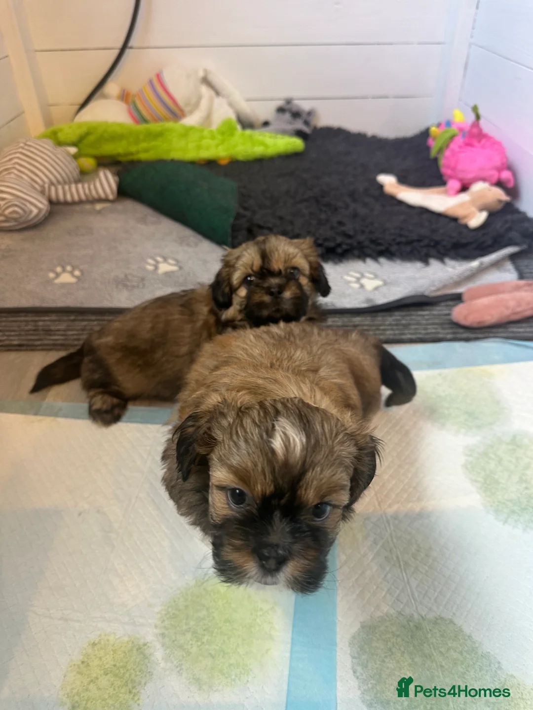 Shih Tzu dogs for sale: Imperial shihtzu puppies in Manchester - Advert 9
