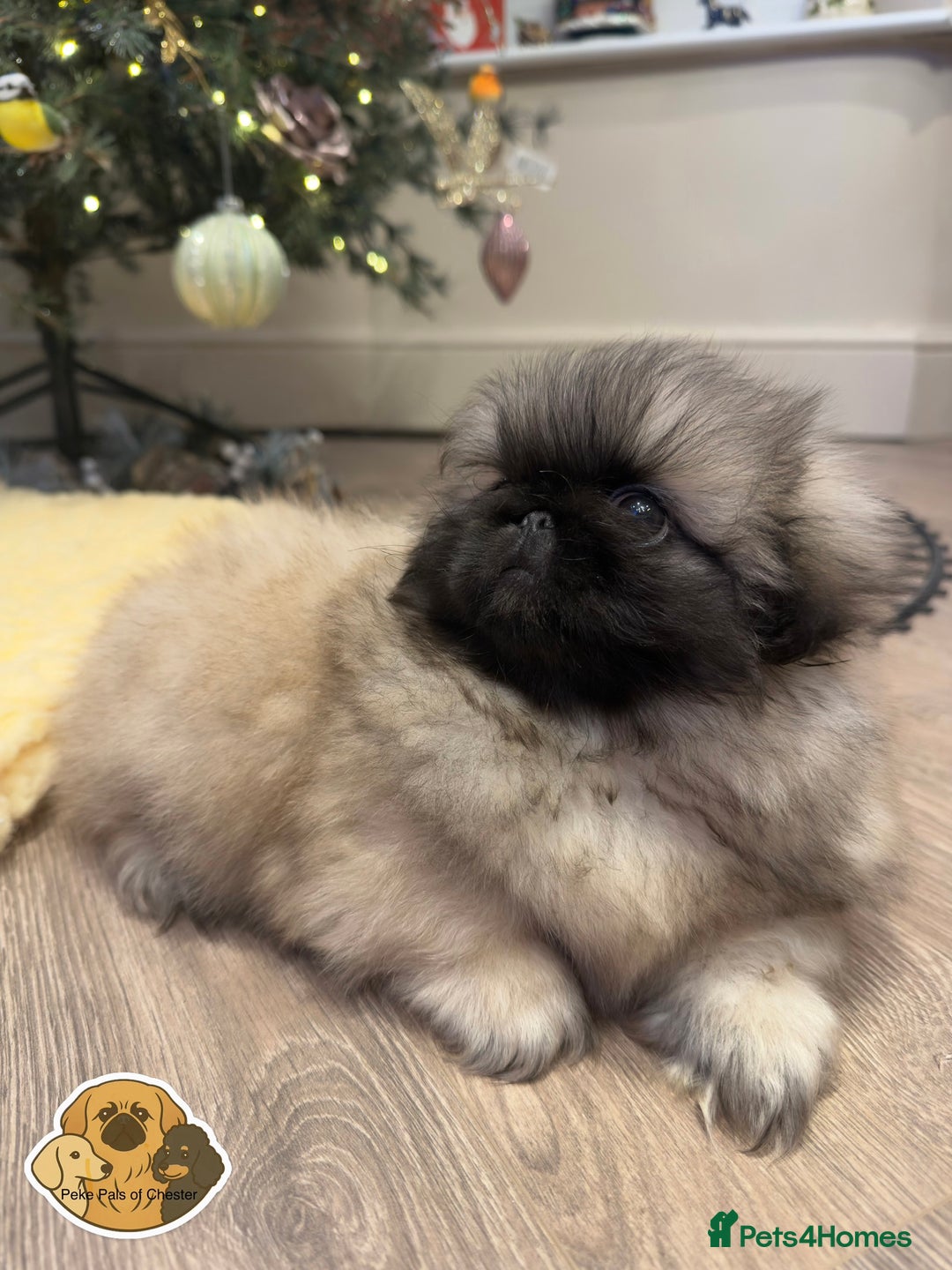 Pekingese dogs for sale: 👑True KC Peke Pups👑 - Advert 6
