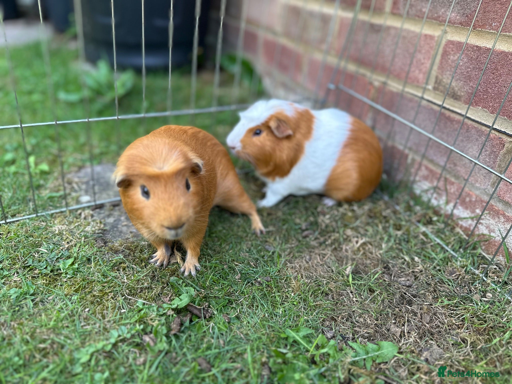 Guinea Pig rodents Two male guinea pigs  - Advert 18