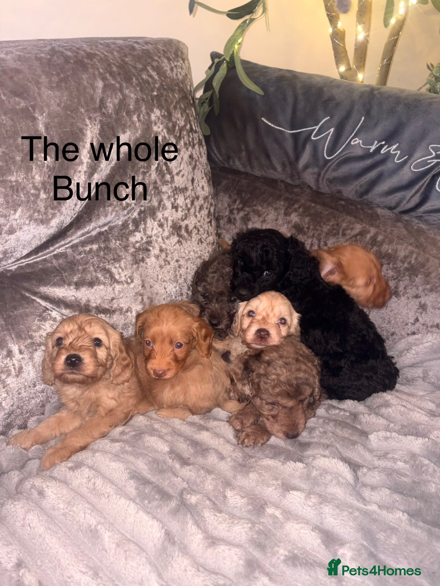 Cockapoo dogs Cuddly Curly Cockapoo puppies - ready for new 🏠  - Advert 1