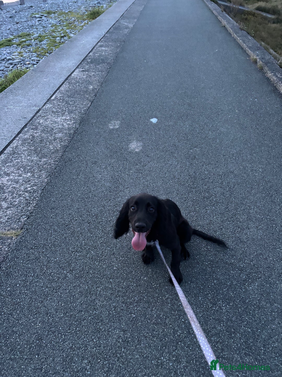 Cocker Spaniel dogs for sale: Male cocker spaniel - Advert 2