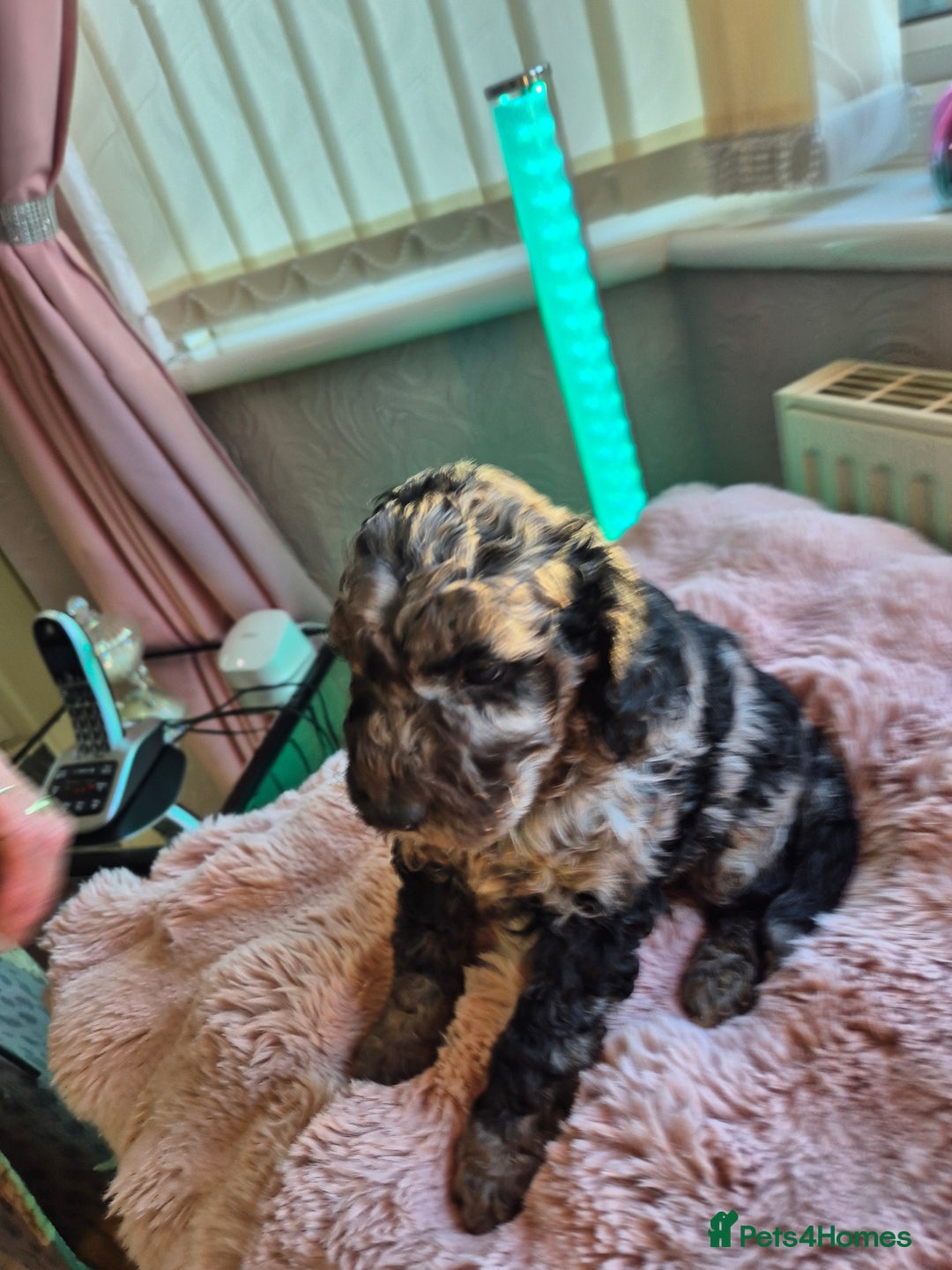 Cockapoo dogs for sale: F1b mini cockapoos  - Advert 6
