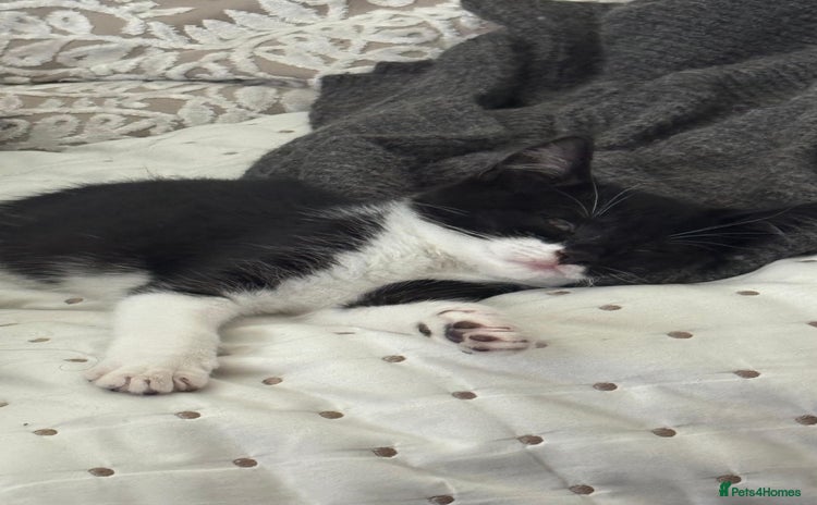Mixed Breed cats - Advert 1
