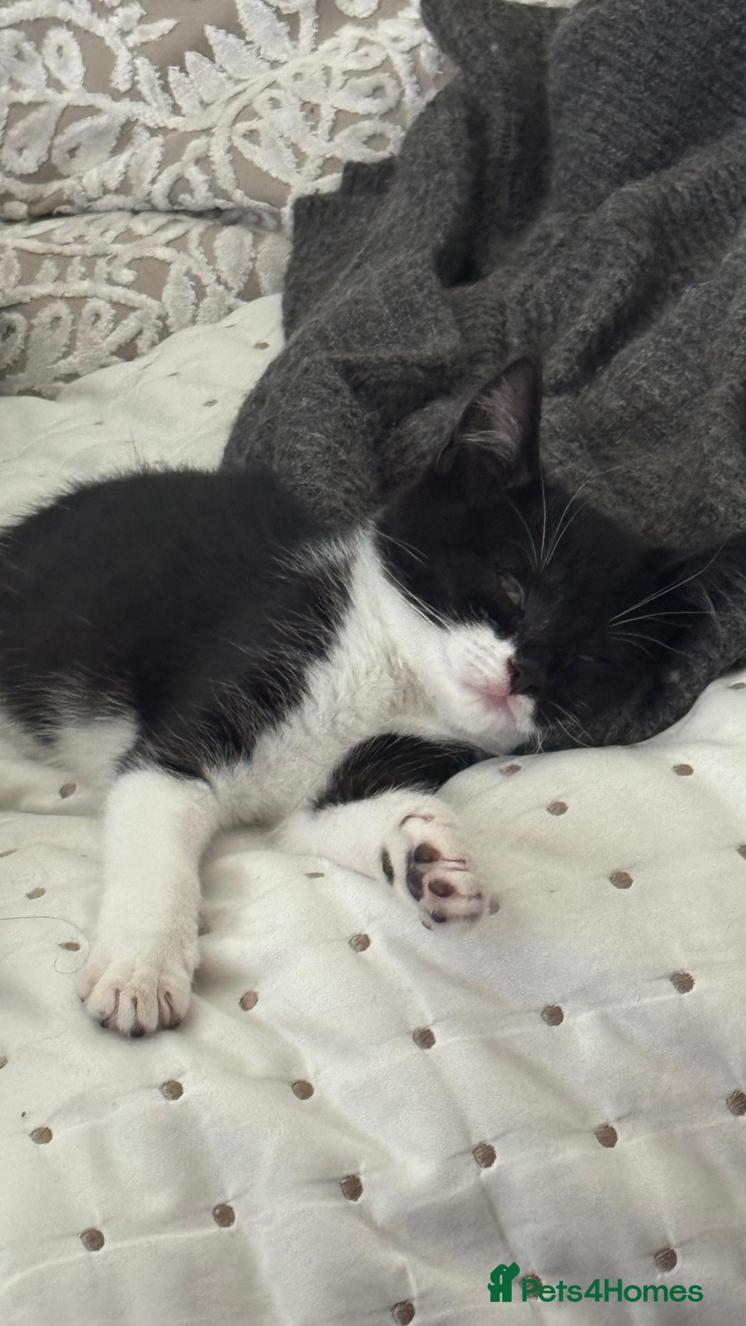 Mixed Breed cats for sale: 3 beautiful mixed breed kittens - Image 1