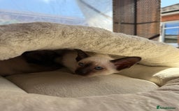 Siamese cats for sale: Siamese kittens - girls  - Image 20