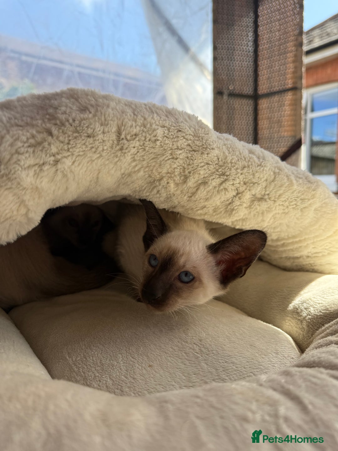 Siamese cats for sale: Siamese kittens - girls  - Image 20