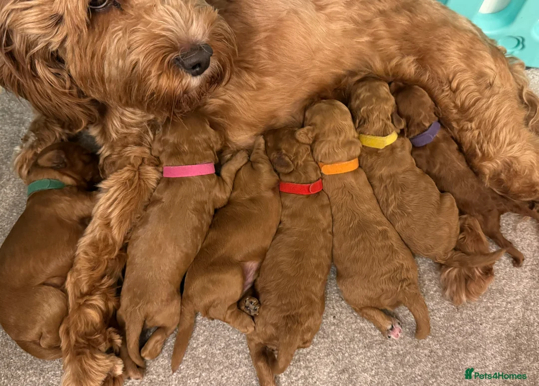 Toy Poodle dogs for stud: Health tested toy poodle for stud only  in Wisbech - Advert 14