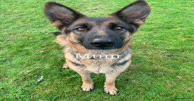 German Shepherd dogs - Advert 3