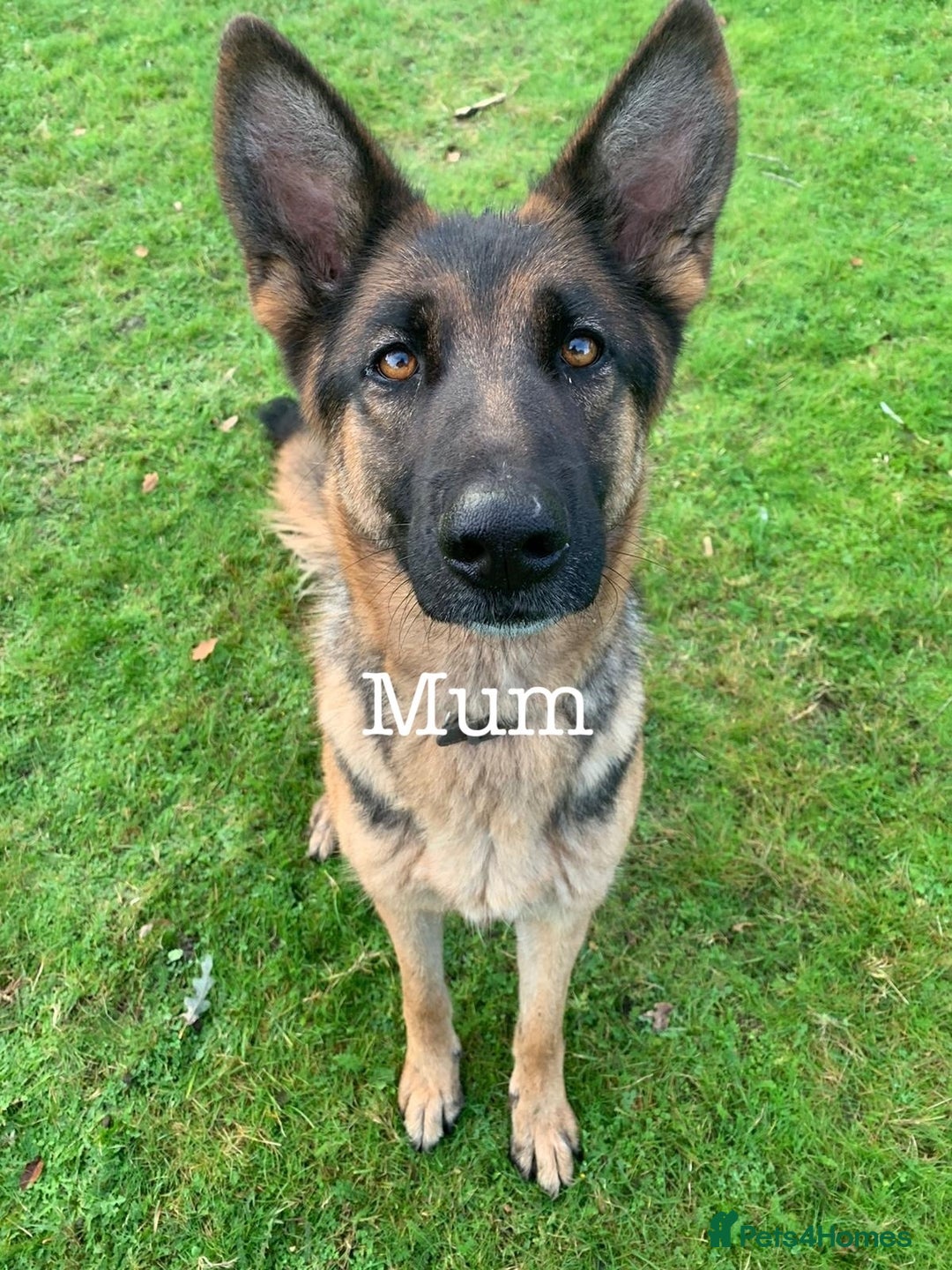 German Shepherd dogs for sale: German Shepherd puppies for sale  - Image 2