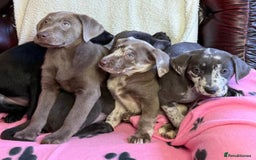 Labrador Retriever dogs for sale: Gorgeous Rare Labrador Retriever Pups  - Image 11