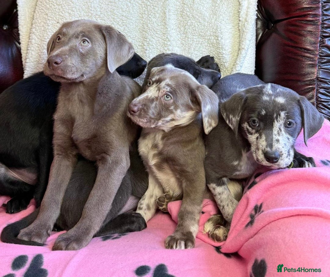 Labrador Retriever dogs for sale: Gorgeous Rare Labrador Retriever Pups  - Image 11