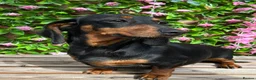 Miniature Dachshund dogs for sale: A BEAUTIFUL BLACK AND TAN FEMALE - Advert 2