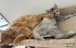 Maine Coon cats for sale: Gorgeous white and silver/torie female Maine coon - Image 4