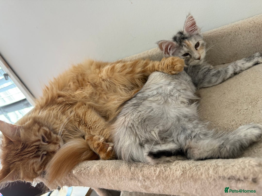 Maine Coon cats for sale: Gorgeous white and silver/torie female Maine coon - Image 4