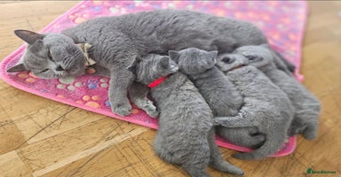 British Shorthair cats - Advert 6