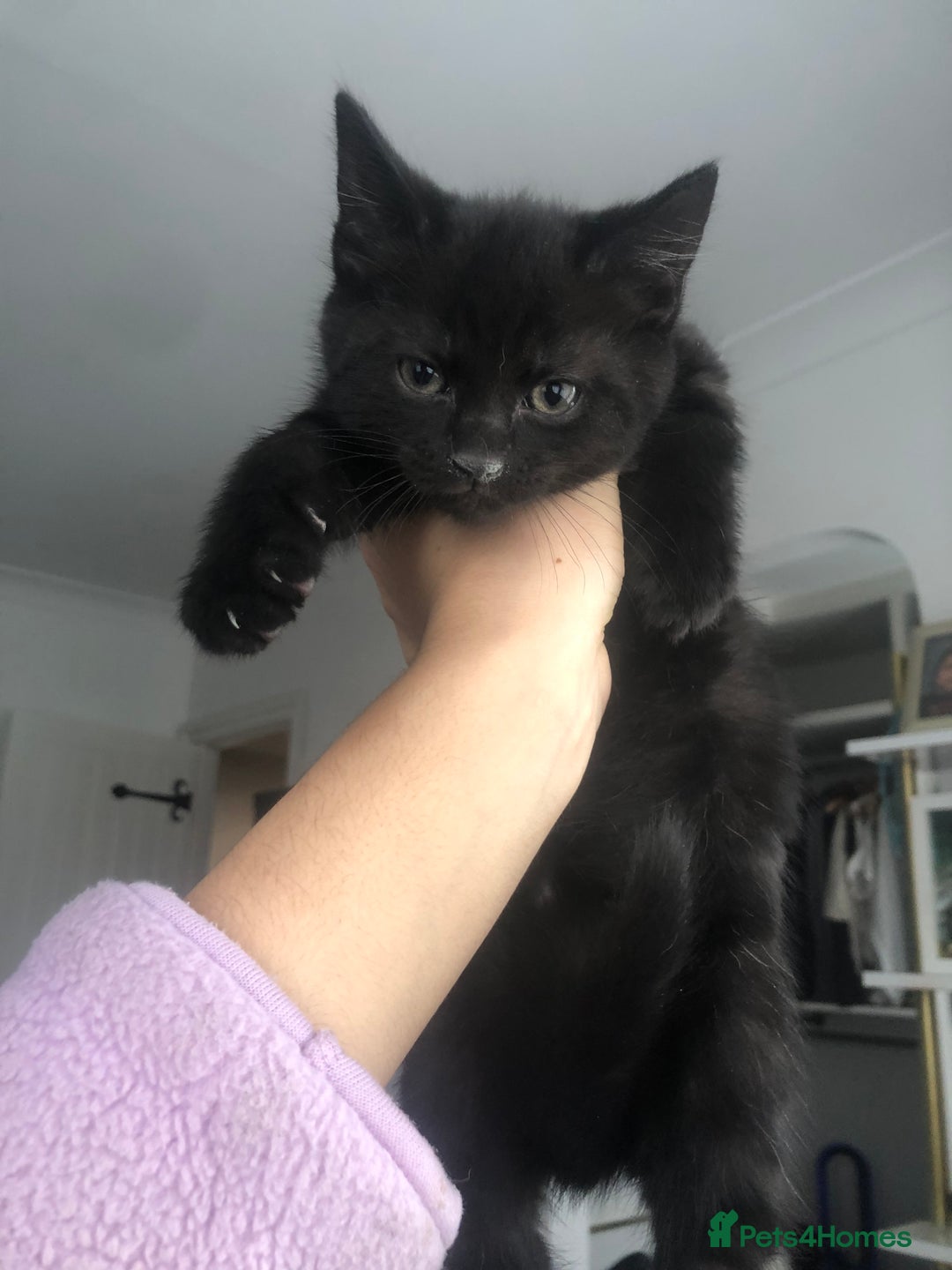 Mixed Breed cats for sale: Adorable Kittens for sale! - Image 4