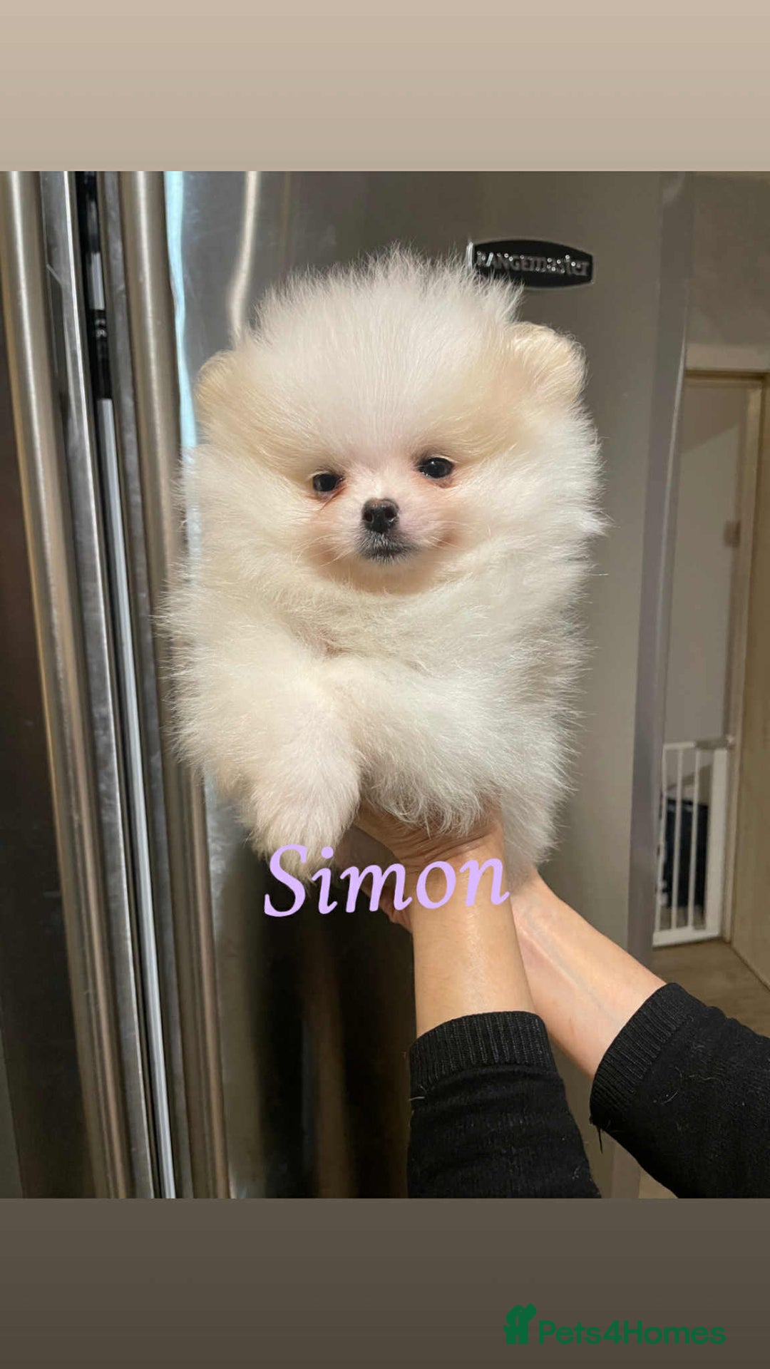 Pomeranian dogs for sale: 💝💝High-quality Beautiful boys💝💝 - Image 6