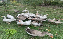 Geese poultry for sale: Mixed Flock Of Geese For Sale - Image 2