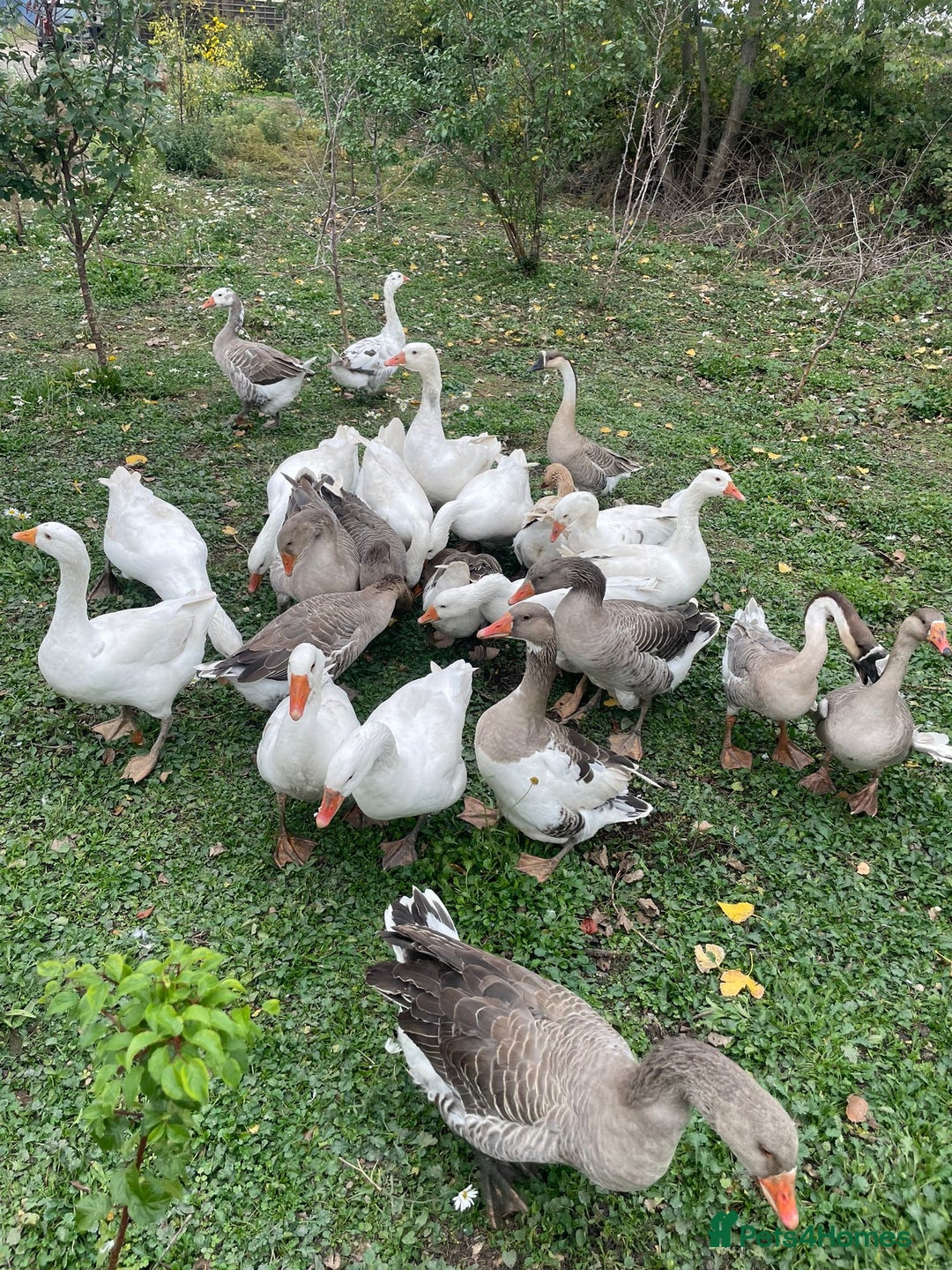 Geese poultry for sale: Mixed Flock Of Geese For Sale - Image 2