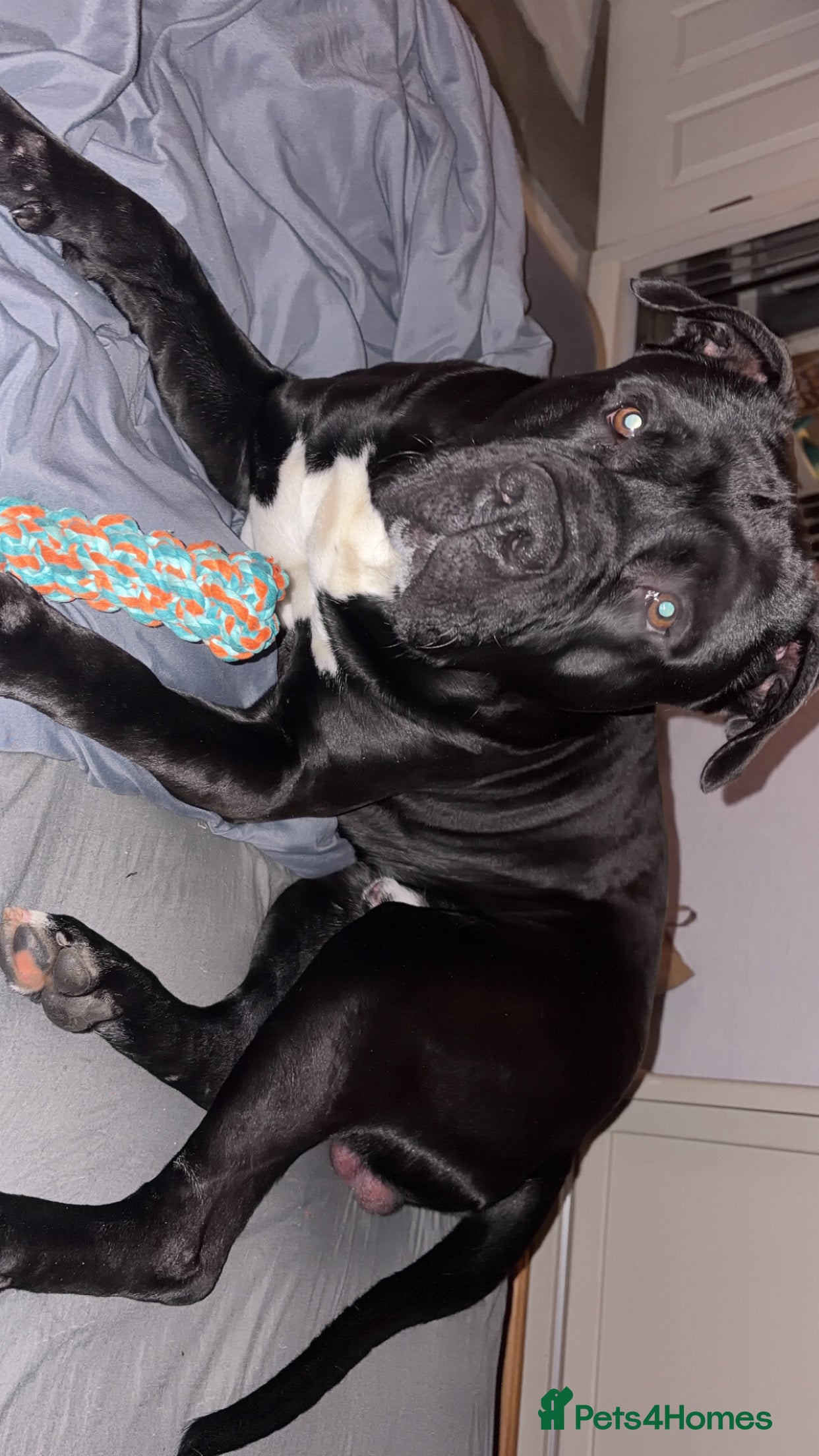 Mixed Breed dogs Staffie cross american bulldog - Advert 2