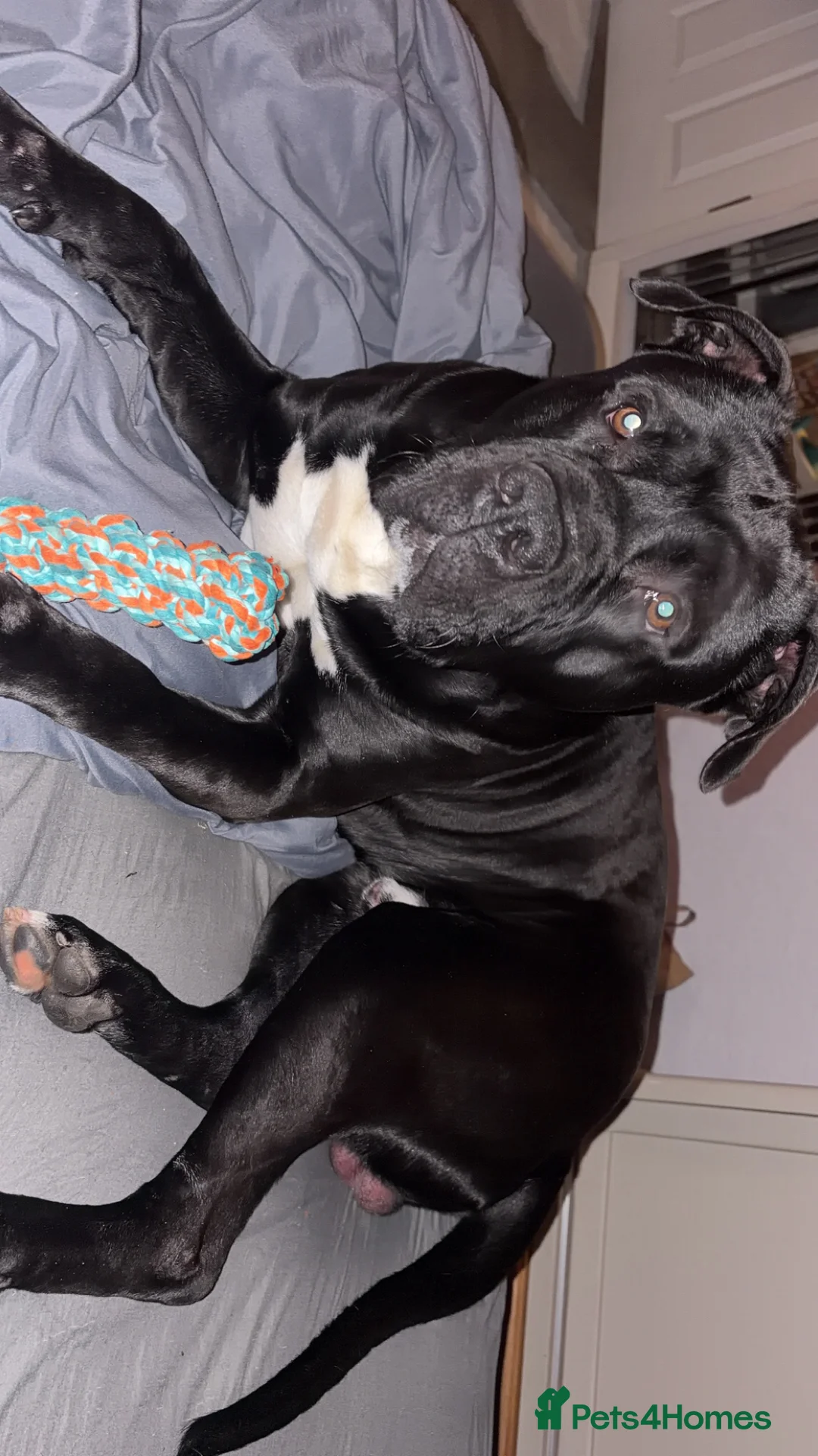 Mixed Breed dogs for sale: Staffie cross american bulldog - Advert 1