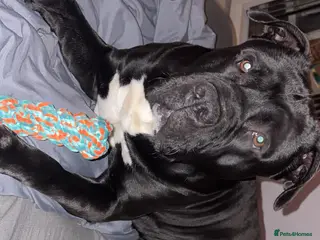 Mixed Breed dogs Staffie cross american bulldog - Advert 2