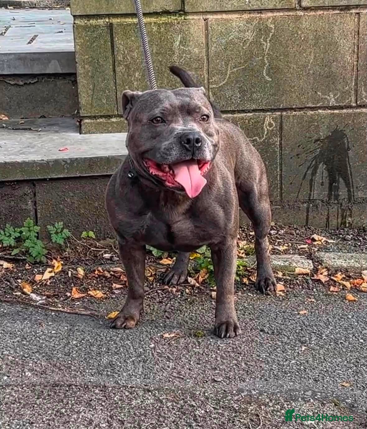 Staffordshire Bull Terrier dogs KC REG BLUE KING FURY PUPS - Advert 1