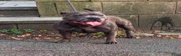 Staffordshire Bull Terrier dogs for sale: KC REG BLUE KING FURY PUPS - Advert 1