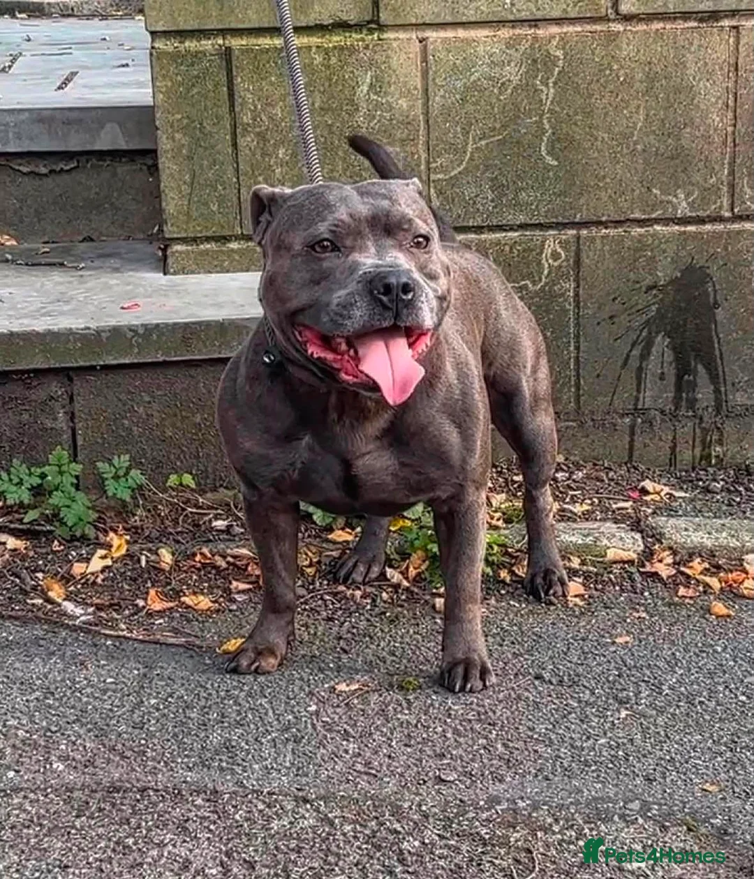 Staffordshire Bull Terrier dogs for sale: KC REG BLUE KING FURY PUPS - Advert 1