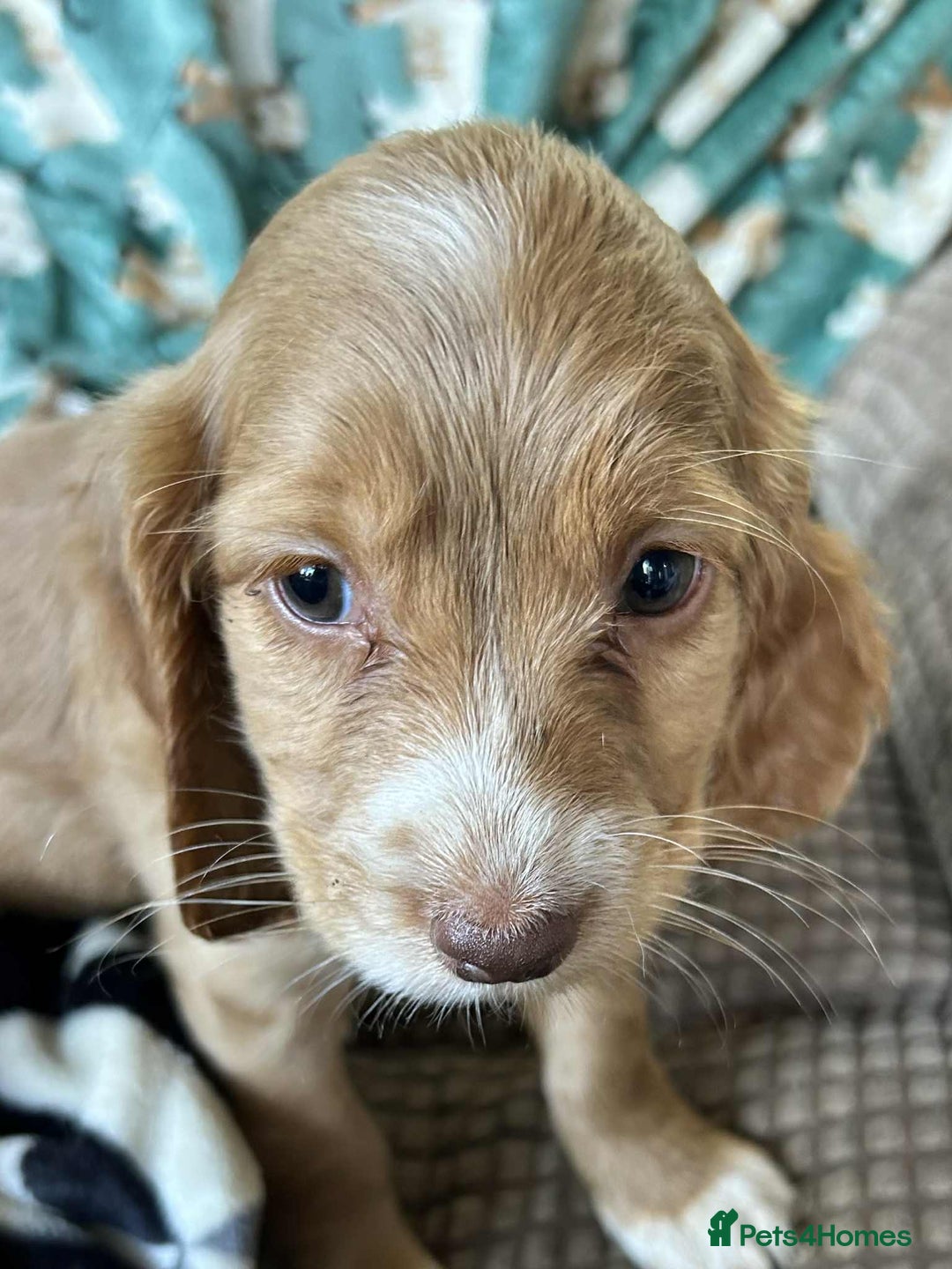 Cocker Spaniel dogs for sale: Beautiful cocker spaniel puppies  - Image 11
