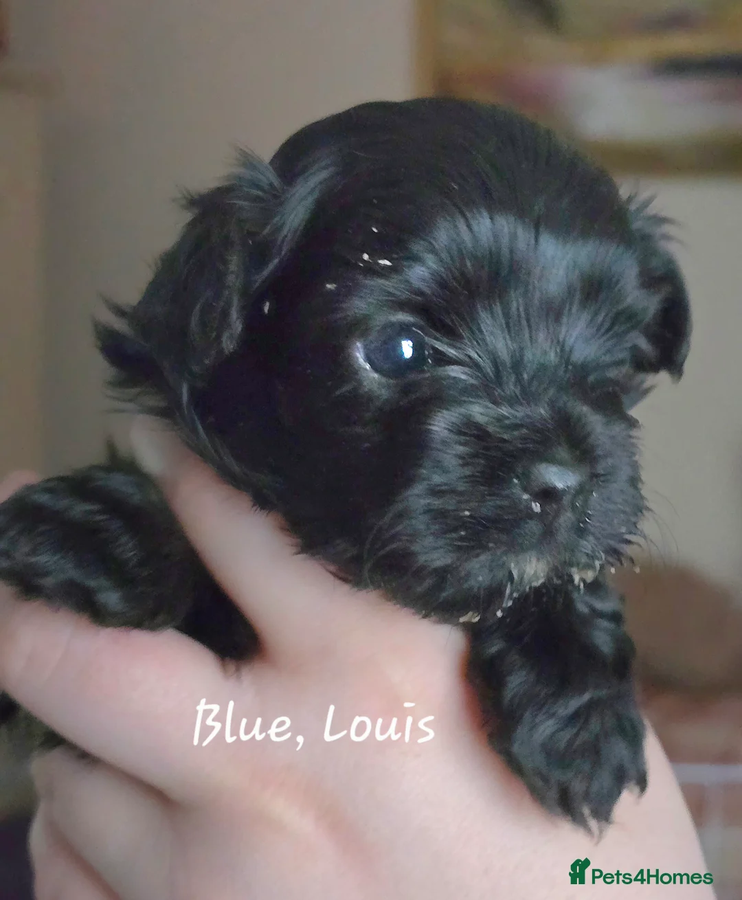 Havanese dogs for sale: The Dog of the 21st Century! in Haverfordwest - Advert 13