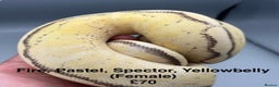 Python Snake reptiles for sale: Ball/ Royal Pythons for Sale - Advert 2