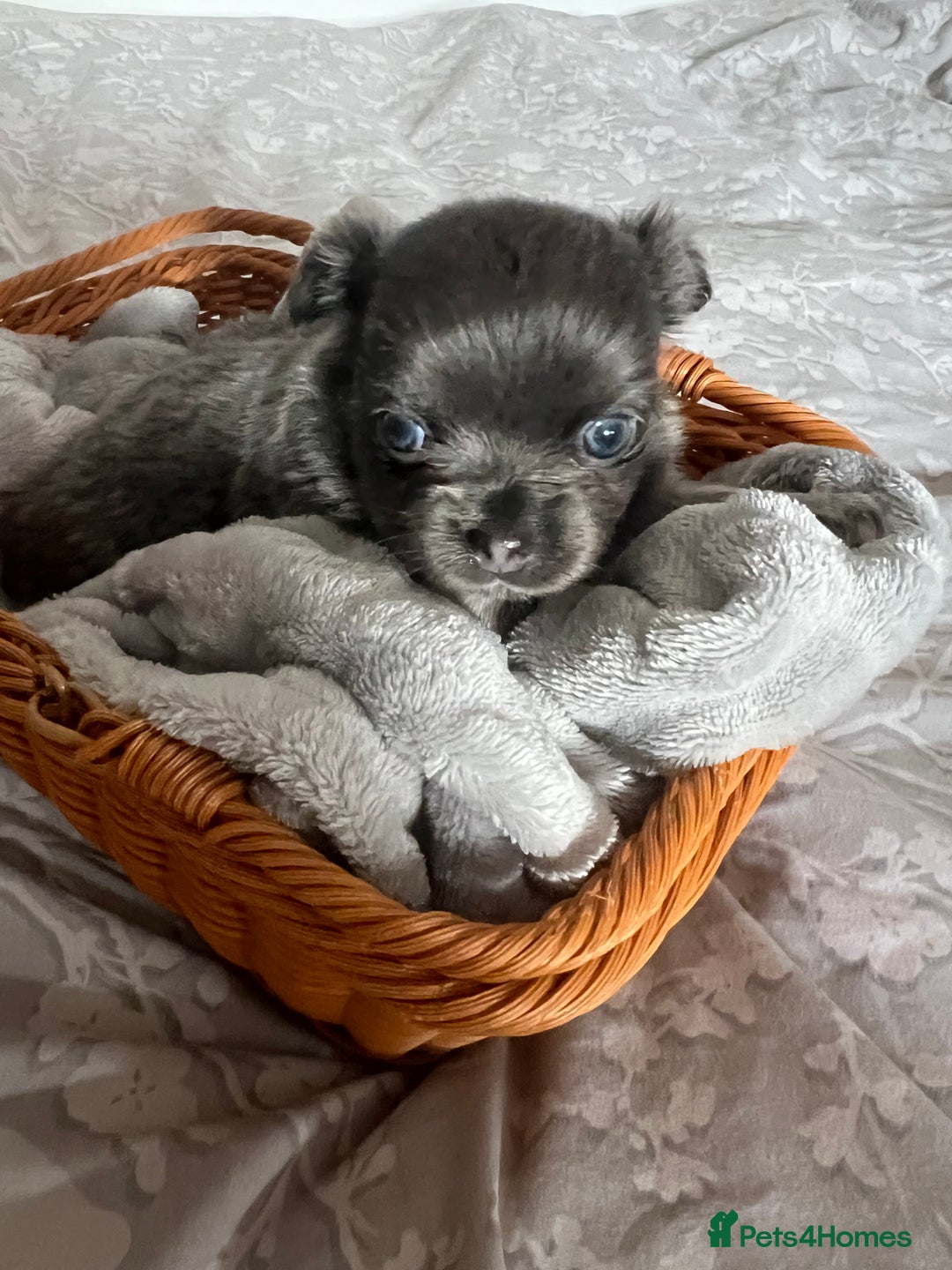 Chihuahua dogs for sale: Beautiful boy long hair Chihuahuas for sale  - Image 7