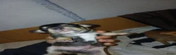 Jack Russell dogs for sale: JACK RUSSELL PUPPIES  in Newport - Advert 7