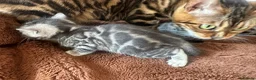 Bengal cats for sale: Rare Silver Grey Marbled Bengal TICA Kittens  - Advert 5