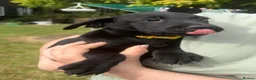Labrador Retriever dogs for sale: 2 female black labs for sale  - Advert 10
