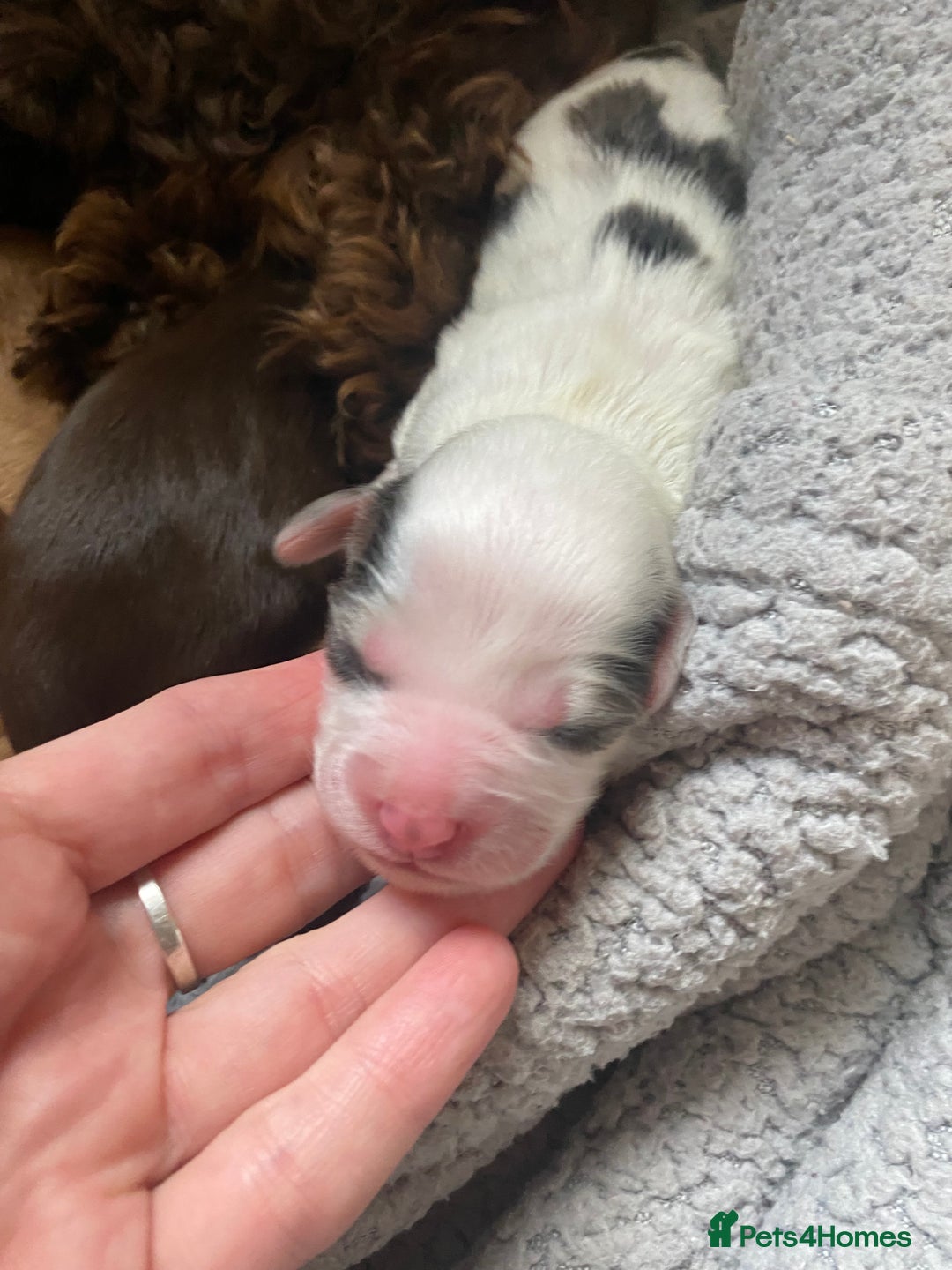 Cockapoo dogs for sale: 5 beautiful cockapoo’s  - Image 3