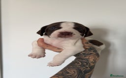 Mixed Breed dogs for sale: Litter of 9 healthy pups  - Image 16