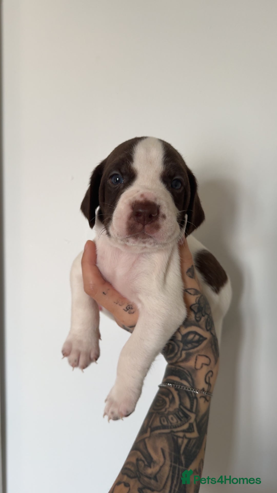 Mixed Breed dogs for sale: Litter of 9 healthy pups  - Image 16