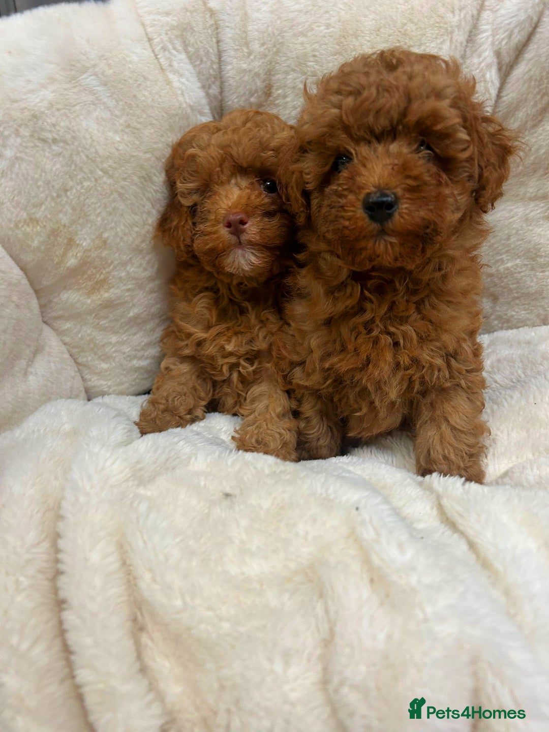 Toy Poodle dogs for sale: Top Quality Red KC Reg. Toy Poodle Puppies - Advert 3