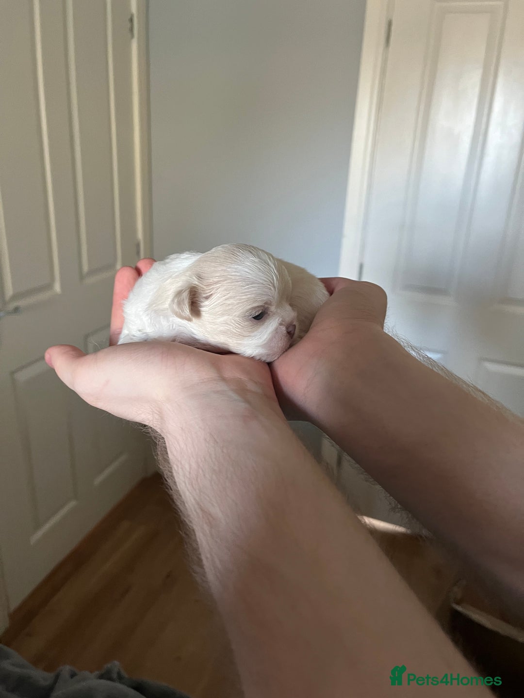Shih Tzu dogs for sale: Beautiful shihtzu puppies  - Image 12