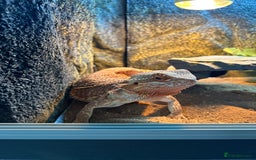 Bearded Dragon reptiles for sale: 1 Year old Bearded Dragon with full set up  - Image 3