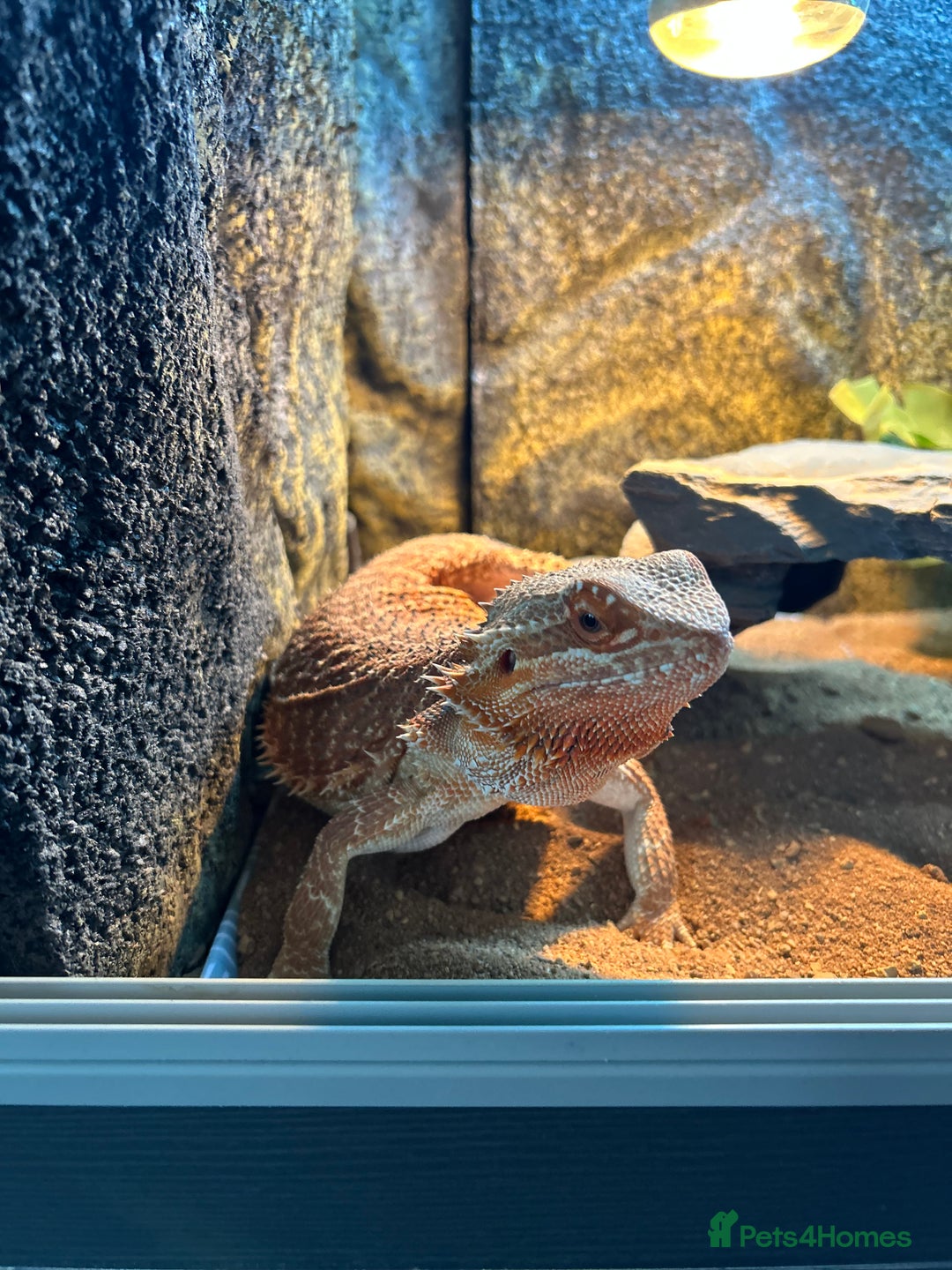 Bearded Dragon reptiles for sale: 1 Year old Bearded Dragon with full set up  - Image 3