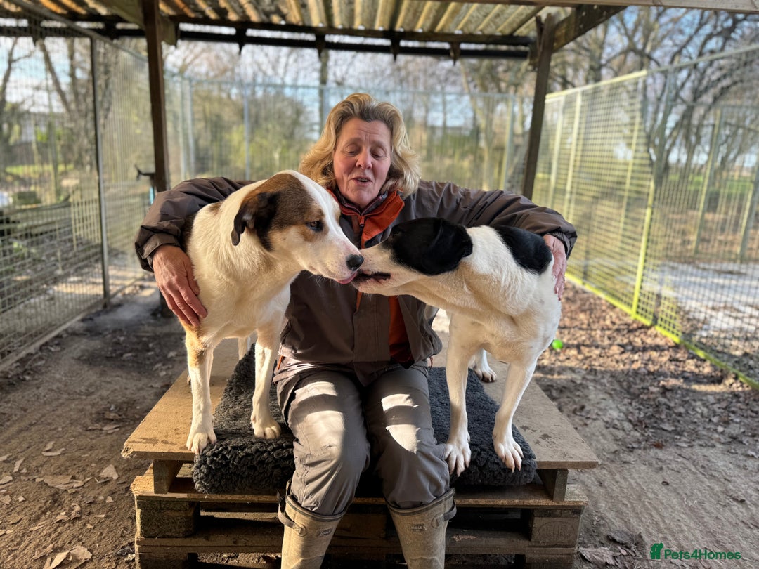 Mixed Breed dogs for adoption: Maya is Looking for a miracle 🩷 - Advert 8