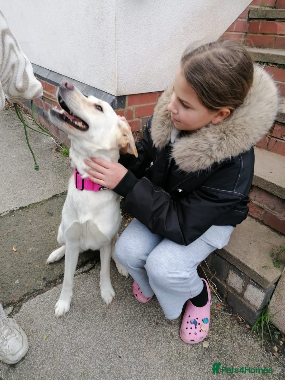 Mixed Breed dogs for adoption: ❤️🐶 HONEY – Gentle Labrador Cross Girl ❤️🐶 - Advert 20