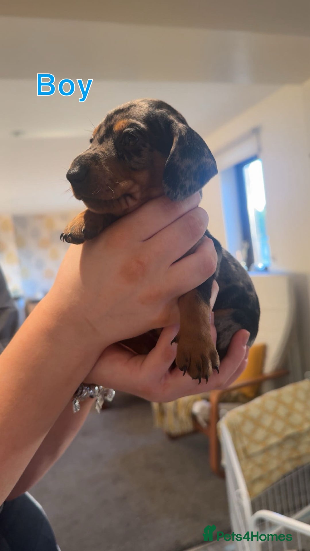 Dachshund dogs for sale: Miniature dachshund puppies  - Image 4