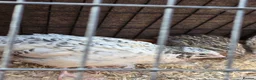 Quail poultry for sale: Corturnix quail fertile eggs - Advert 7