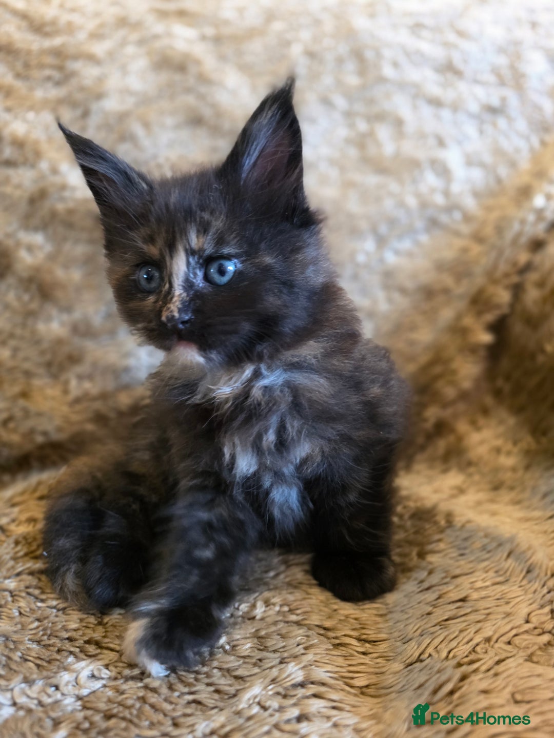 Maine Coon cats for sale: Stunning GCCF Registered Maine Coon kittens  - Image 11