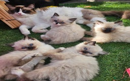 Ragdoll cats for sale: Beautiful ragdoll kittens 3 female left - Image 1