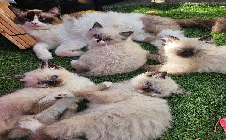Ragdoll cats - Advert 1